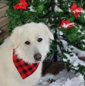 Meet your Posher, Leslie